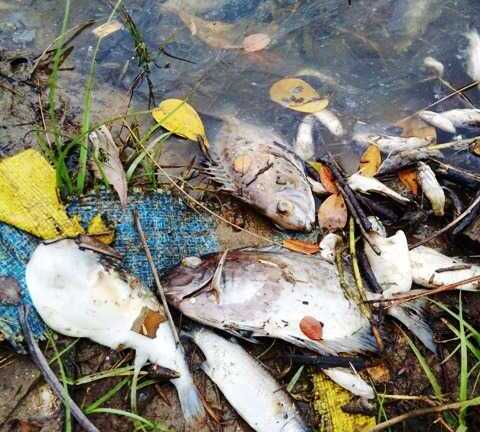 Huế hỗ trợ khẩn cấp cho ngư dân bị thiệt hại do cá chết