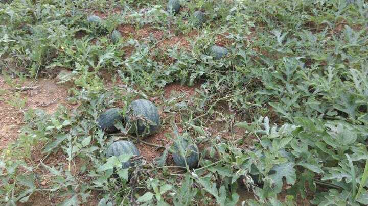 Học sinh tiểu học bán dưa gây quỹ ủng hộ bệnh nhân nhi