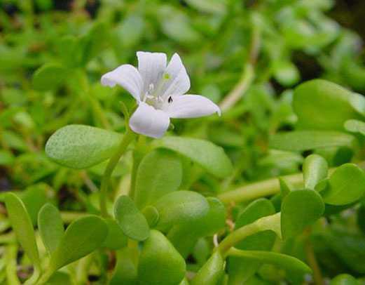 Tác dụng kỳ diệu của cây Bacopa với trí não