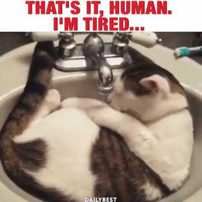 ‘Cười không nhặt được mồm’ với những chú mèo lười nhất quả đất