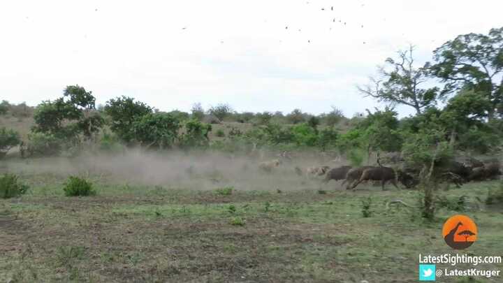 Clip: Bị sư tử truy sát nghiệt ngã, trâu rừng suýt dẫm nát ôtô