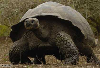 Đi tìm rùa khổng lồ nuốt người đàn bà xinh đẹp ở Bắc Giang