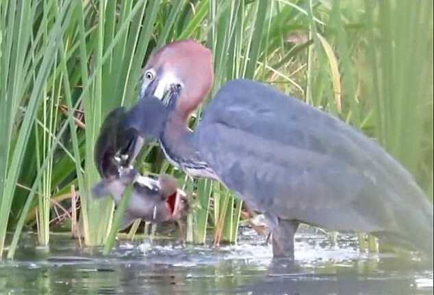 Clip: Chim diệc tiêu diệt cá trê trong nháy mắt