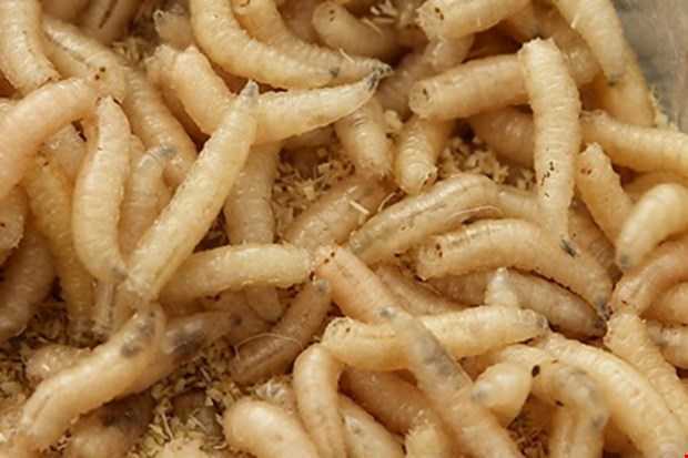 Hãi hùng phương pháp trị vết thương bằng giòi