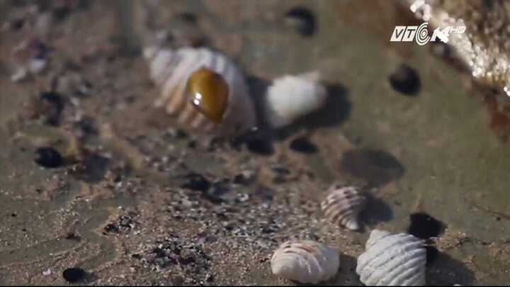 Tìm thấy chất diệt ung thư cực mạnh từ loài sên biển