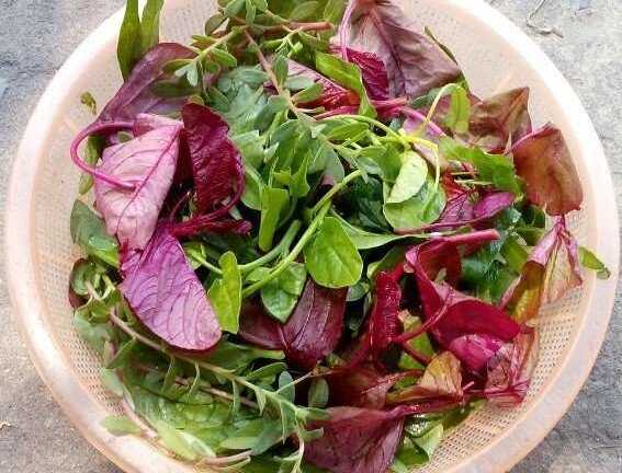 Rau tập tàng, kho dinh dưỡng quý giá 'đột lốt' rau dại