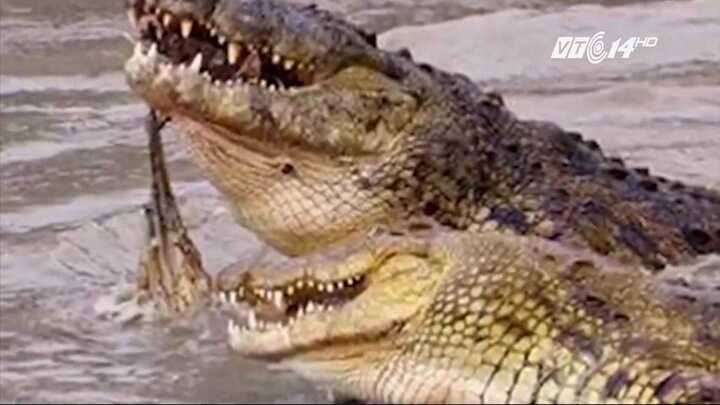 Hy hữu: 3 con cá sấu sông Nile ăn thịt người đột nhiên xuất hiện ở Mỹ