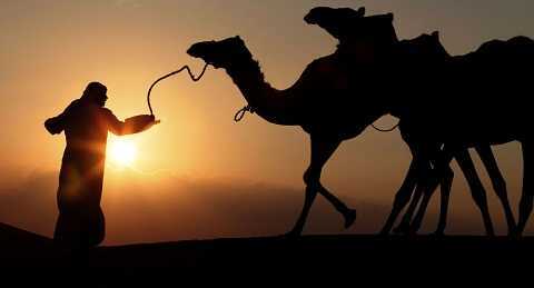 Bị đối xử tệ, lạc đà cắn đứt đầu chủ