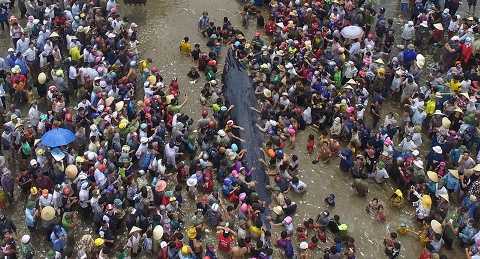 Flycam: Dẫn đường đưa cá voi khổng lồ mắc cạn ở Nghệ An về với biển