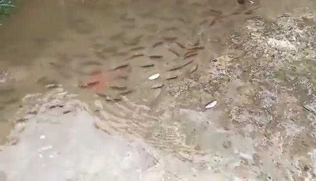 Clip: Hà Nội ngập nặng, cá tung tăng bơi giữa lòng thủ đô