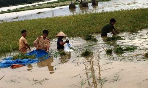 Công an lội ruộng gặt lúa giúp dân 'chạy' lũ