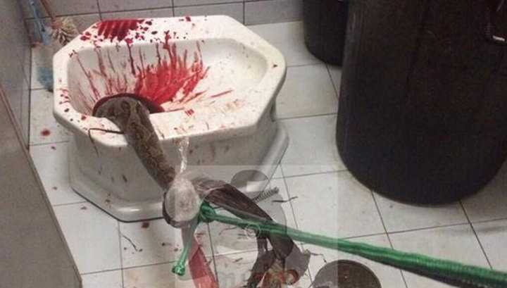 Clip: Kinh hãi trăn dài 4m chui lên từ bồn cầu, cắn ‘chỗ hiểm’ của người đàn ông