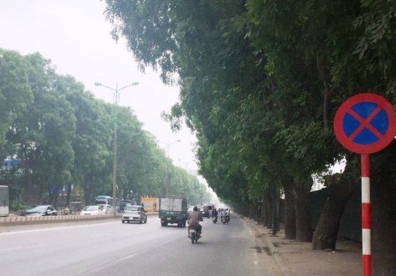 Sắp chặt hạ, chuyển hơn 1.300 cây xanh ở Hà Nội