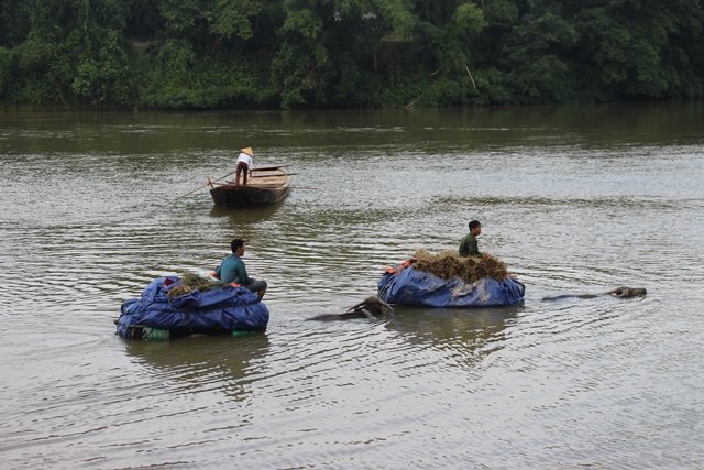 Xe trâu vượt lũ sông Ngàn Sâu cõng lúa về nhà
