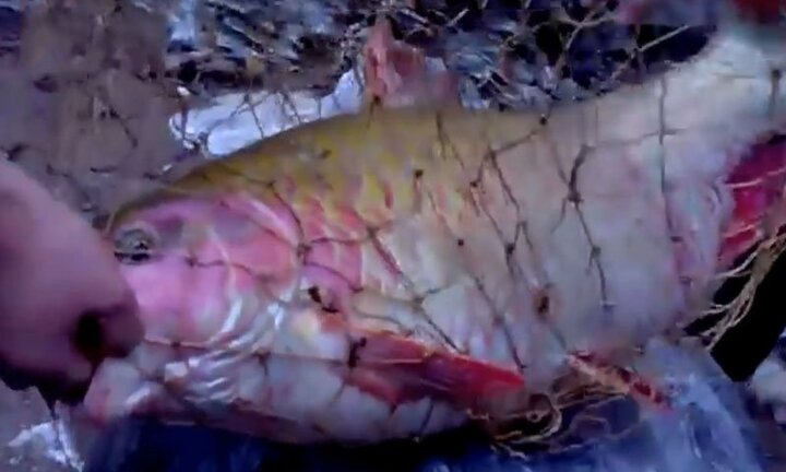 Video: Câu được cá quý hiếm khổng lồ trên thượng nguồn sông Đà