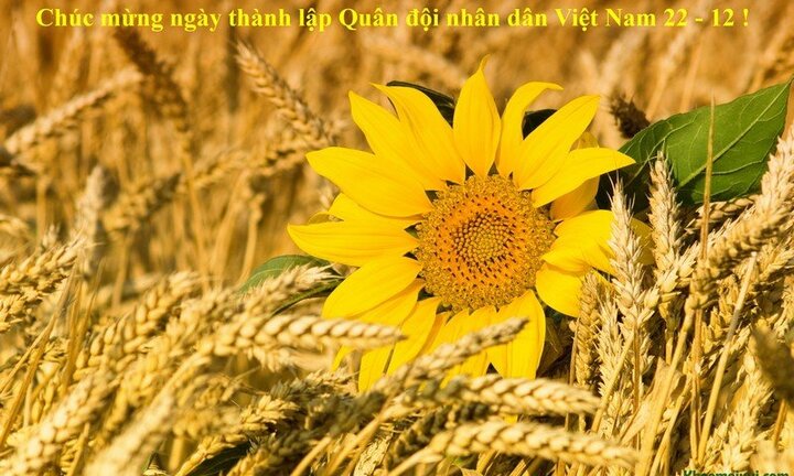 Những tấm thiệp ý nghĩa chúc mừng Ngày Quân đội Nhân dân Việt Nam 22/12