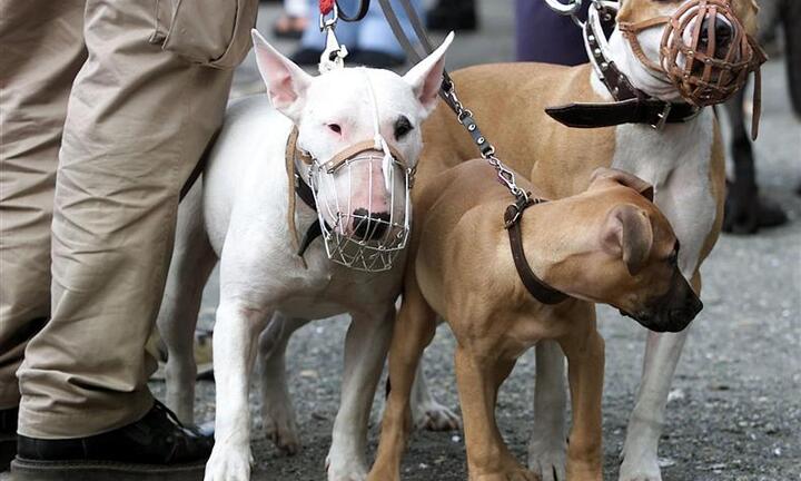 Người Hà Nội nuôi chó, mèo phải đăng ký với chính quyền