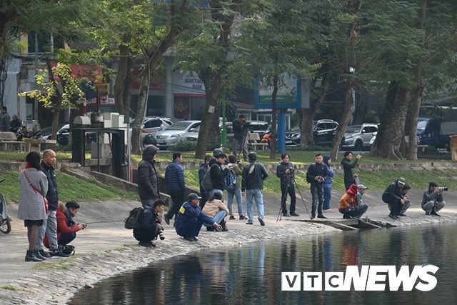 Ảnh: Dân Thủ đô thích thú ngắm đàn thiên nga trên hồ Thiền Quang