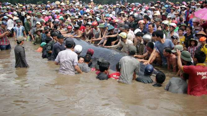 Vì sao liên tục xuất hiện cá voi dạt vào bờ biển Nghệ An?