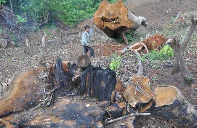 Thủ tướng chỉ đạo giải pháp khẩn cấp để cứu rừng