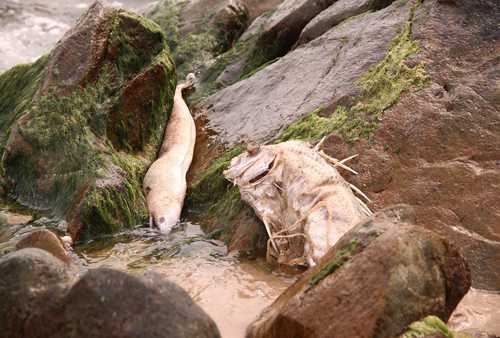 Chiều nay công bố nguyên nhân cá chết ở miền Trung