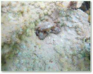 Cận cảnh đáy biển miền Trung bị hủy diệt sau sự cố môi trường