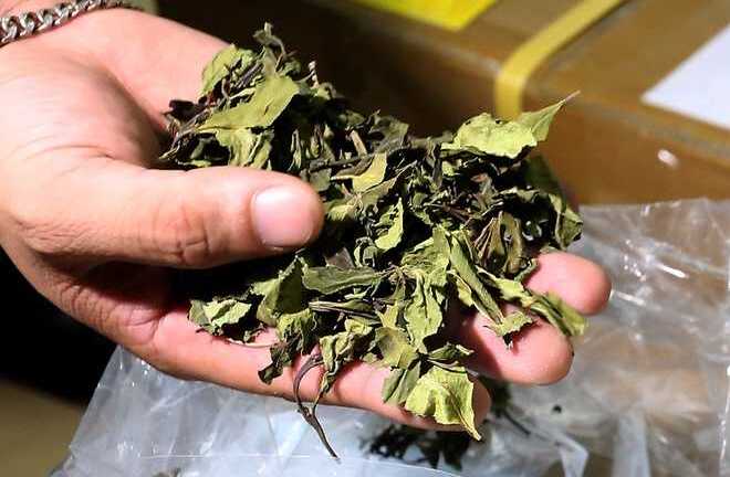 Nhận biết lá khat - loại ma túy cực độc