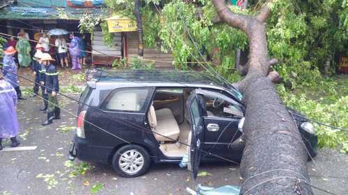 Hà Nội lý giải cây đổ la liệt trong bão số 1