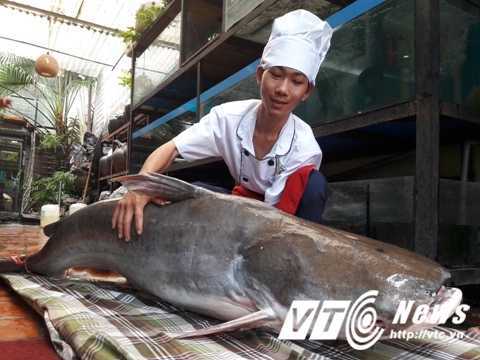 Hà Nội: ‘Thuỷ quái’ sông Mê Kông dài 2m, nặng 100kg náo loạn nhà hàng
