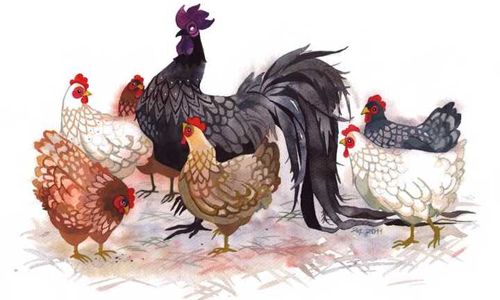 Tiến sĩ Vũ Thế Khanh: Doanh nhân tuổi Dậu, muốn giàu, tuyệt đối tránh giết gà cúng giao thừa