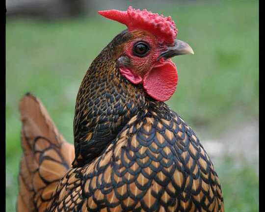 Năm Dậu ngạc nhiên với gà vẩy cá đặc biệt