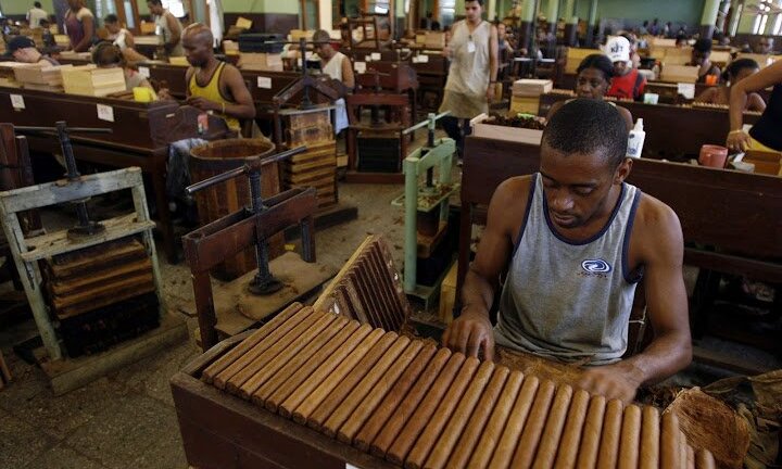 Bí mật cigar Cuba qua con mắt người 'trong cuộc' - Kỳ II: Xì gà Cuba được làm như thế nào?