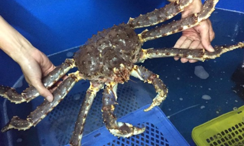 Hải sản ngoại tiền triệu được săn mua ngày Tết