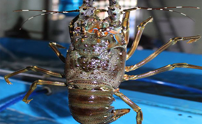 28.000 đồng một con tôm hùm baby