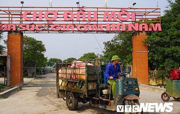 ‘Siết’ chặt buôn bán thịt lợn sang các nước láng giềng