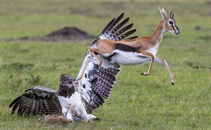 Linh dương mẹ bất chấp tính mạng cứu con khỏi vuốt đại bàng