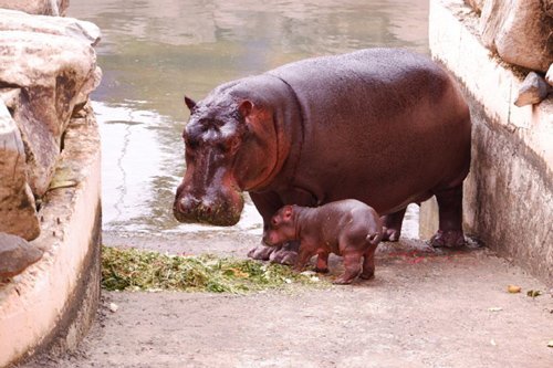 Ra đời đúng ngày Việt Nam vô địch, Hà mã được đặt tên Champion