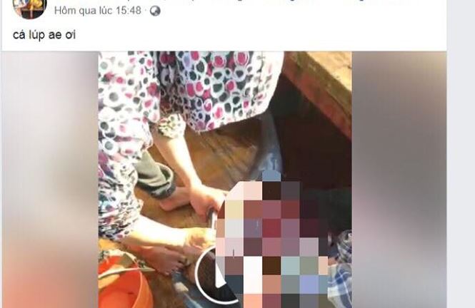 Nhóm người livestream cảnh giết cá heo trên Facebook gây phẫn nộ