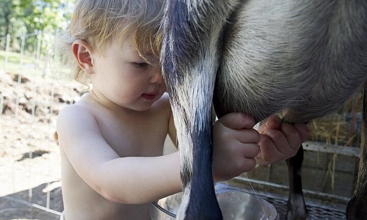 Cách bà mẹ nông dân ở Mỹ dạy con tự lập