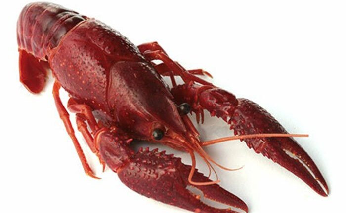 Tôm hùm đất từng 'tác yêu, tác quái' khắp nơi trên thế giới