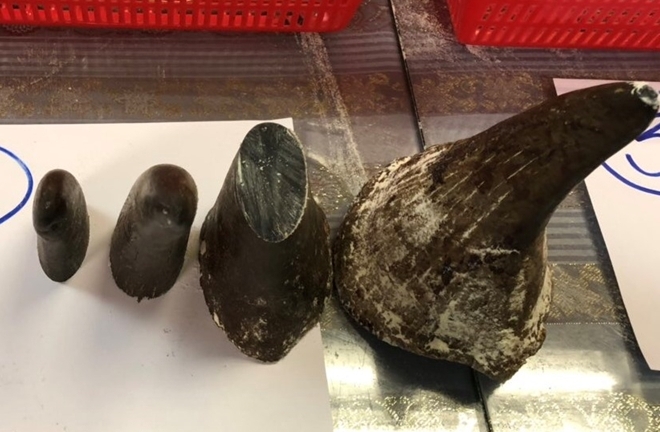 Uống nước bột mài từ sừng tê giác, bé 22 tháng tuổi suýt thiệt mạng