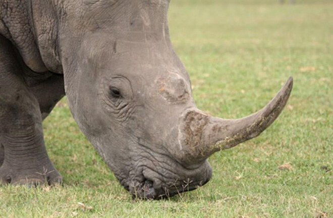 Thực hư tác dụng hạ sốt co giật của sừng tê giác