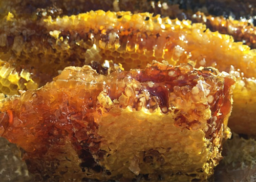 Mật ong điên - độc dược từ dãy Himalaya