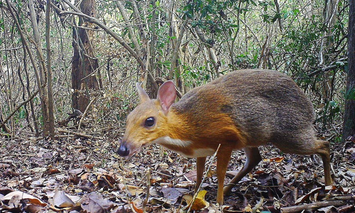 Vì sao cheo cheo biến mất ở Việt Nam suốt 30 năm?