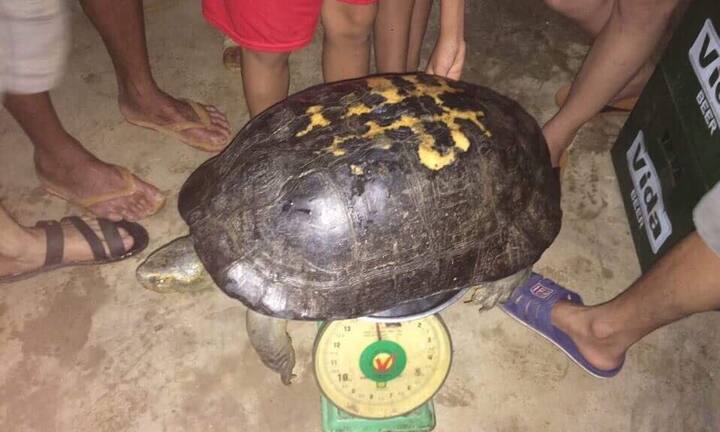 Đi thắp hương rằm tháng 7, bắt được con rùa nặng gần 15kg