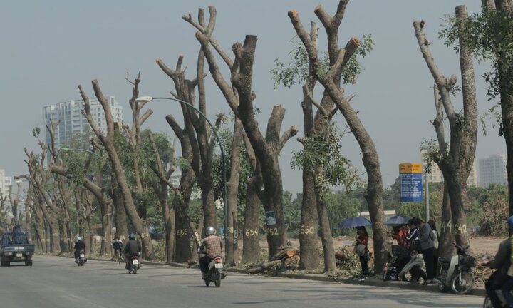 Ảnh: Hàng xà cừ cổ thụ trơ trụi cành lá trên đường Phạm Văn Đồng