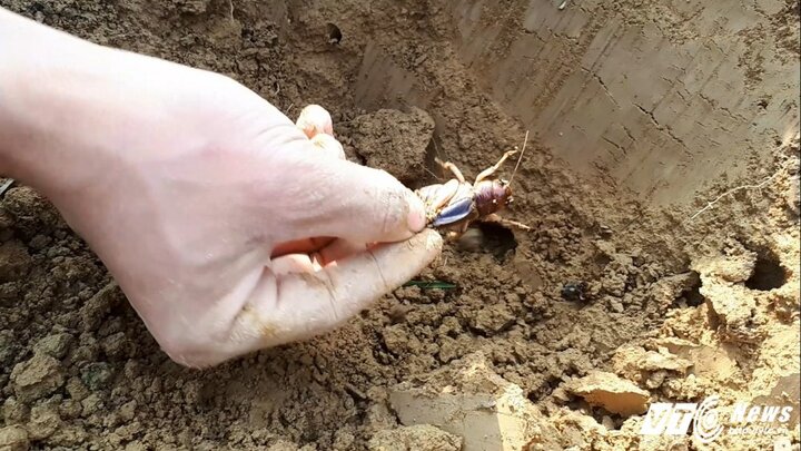 Ảnh: Theo chân nông dân Hà Tĩnh vác cuốc ra đồng 'săn' dế cơm