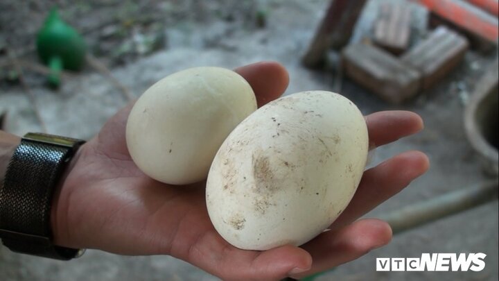 Ngắm đàn ngỗng trắng hàng ngàn con 'đẹp như thiên nga' ở Bắc Ninh