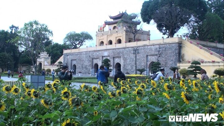 Ảnh: Vườn 'hoa mặt trời' bung nở ở Hoàng Thành Thăng Long hút hồn du khách