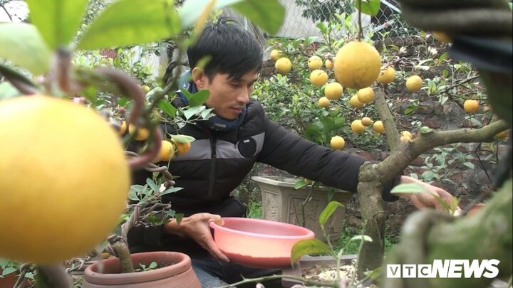 Ảnh: Nông dân Hưng Yên trồng chanh vàng phú quý bằng đậu nành hút khách dịp Tết